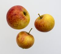 Cox’s Orange Storfrugtet